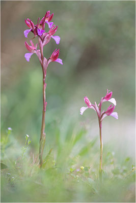 Schmetterlings-Knabenkraut (Anacamptis papilionacea), Korsika