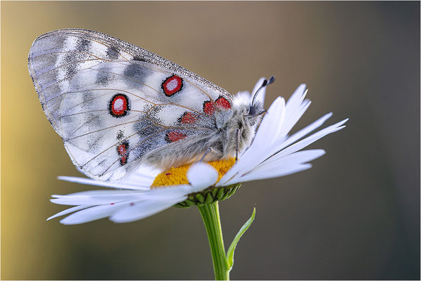 Roter Apollo (Parnassius apollo calmensis), Schweiz, Kanton Fribourg