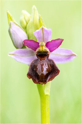 Ophrys aveyronensis
