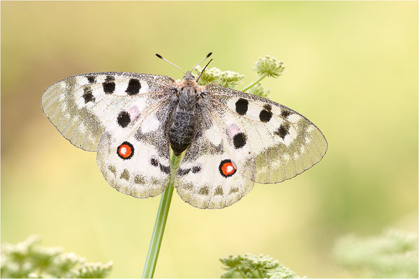 Roter Apollo (Parnassius apollo valesiacus), Schweiz, Kanton Wallis