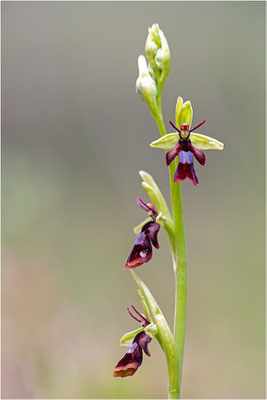 Fliegen-Ragwurz (Ophrys insectifera), Frankreich, Dep. Isere