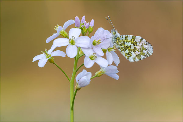 Aurorafalter (Anthocharis cardamines), Männchen, Deutschland, Baden-Württemberg