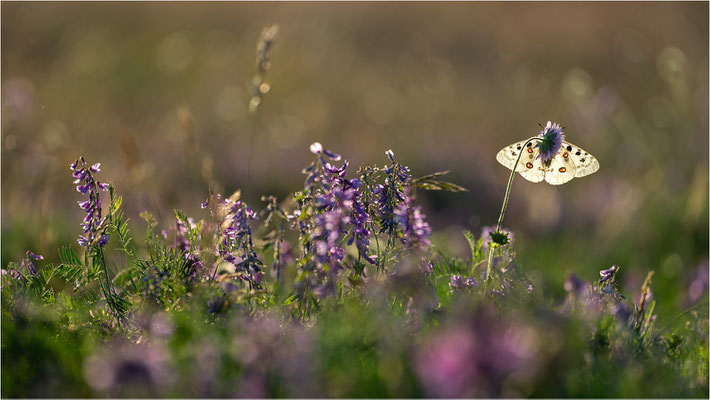 Roter Apollo (Parnassius apollo lozerae), Frankreich, Dep. Lozere