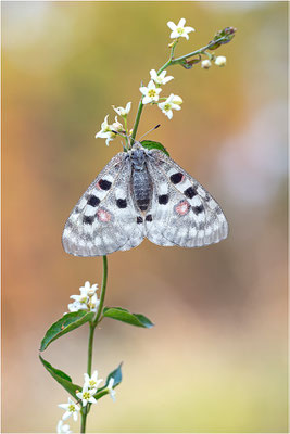 Roter Apollo (Parnassius apollo linnei), Schweden, Gotland