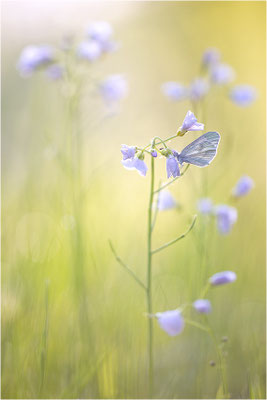 Tintenfleck-Weißling (Leptidea sinapis bzw. juvernica), Deutschland, Baden-Württemberg