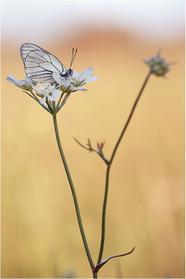 Baumweißling (Aporia crataegi), Frankreich, Ardèche