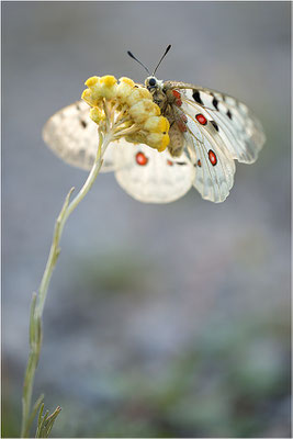 Roter Apollo (Parnassius apollo venaissimus), Frankreich, Dep. Vaucluse