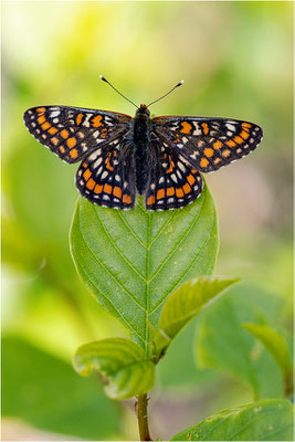 Euphydryas maturna