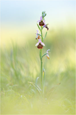Ophrys fuciflora