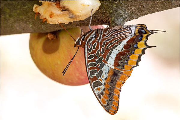 Erdbeerbaumfalter (Charaxes jasius), Frankreich, Ardèche