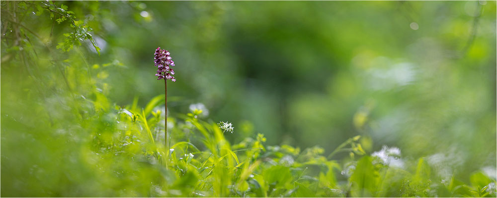 Purpur-Knabenkraut (Orchis purpurea), Deutschland, Baden-Württemberg