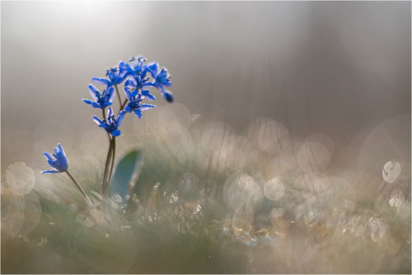 Zweiblättriger Blaustern (Scilla bifolia), Deutschland, Baden-Württemberg