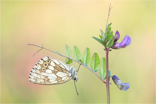 Schachbrettfalter (Melanargia galathea), Weibchen, Deutschland, Baden-Württemberg