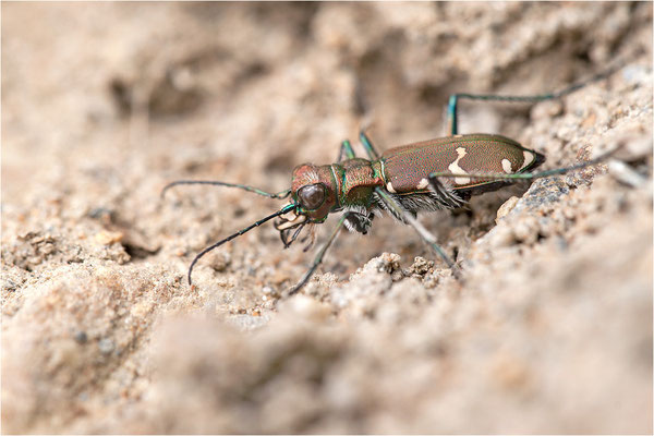 Berg-Sandlaufkäfer (Cicindela silvicola), Schweiz, Kanton Wallis