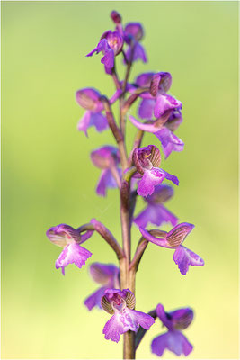 Kleine Hundswurz (Anacamptis morio picta), Dep. Var, Frankreich