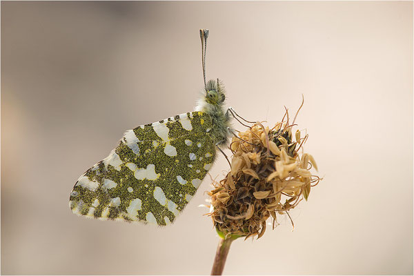 Westlicher Gesprenkelter Weißling (Euchloe crameri), Frankreich, Ardèche