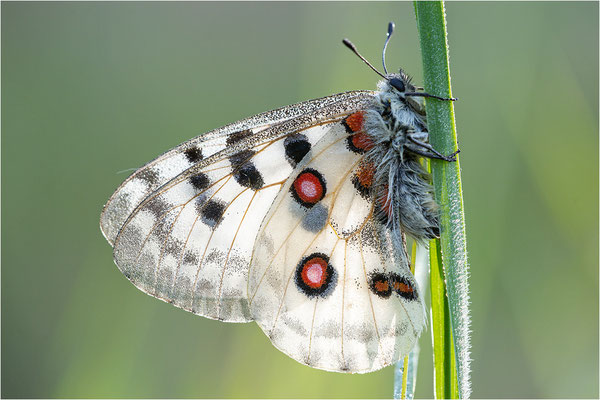 Roter Apollo (Parnassius apollo apollo), Schweden, Småland