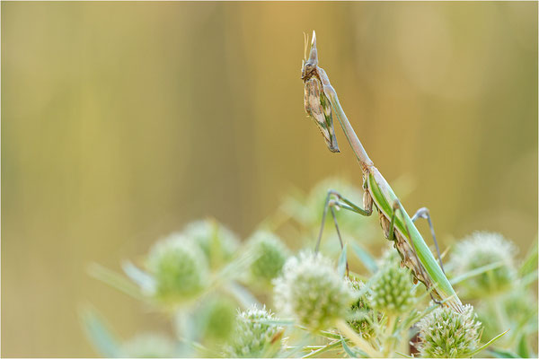 Hauben-Fangschrecke (Empusa pennata), Weibchen, Frankreich, Drôme