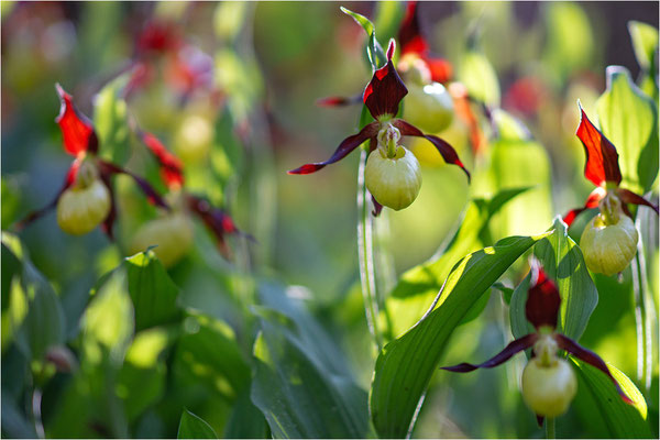 Gelber Frauenschuh (Cypripedium calceolus), Schweden, Gotland