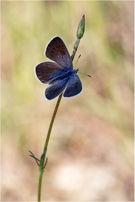 Alexis-Bläuling (Glaucopsyche alexis), Weibchen, Frankreich, Ardèche