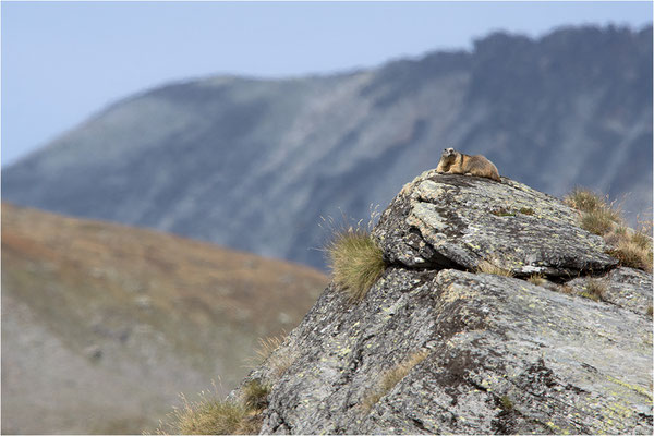 Alpenmurmeltier (Marmota marmota), Frankreich, Dep. Savoie