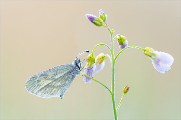 Tintenfleck-Weißling (Leptidea sinapis bzw. juvernica), Deutschland, Baden-Württemberg