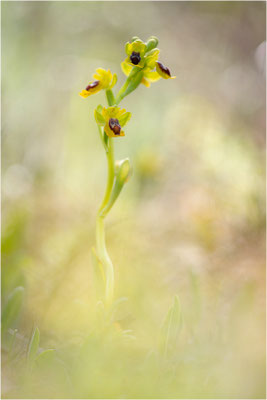 Ophrys corsica