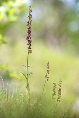Rotbraune Stendelwurz (Epipactis atrorubens), Frankreich, Jura