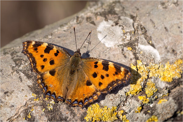 Großer Fuchs (Nymphalis polychloros), Deutschland, Baden-Württemberg