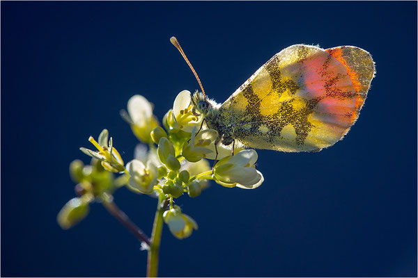Gelber Aurorafalter (Anthocharis euphenoides), Männchen, Frankreich, Ardèche