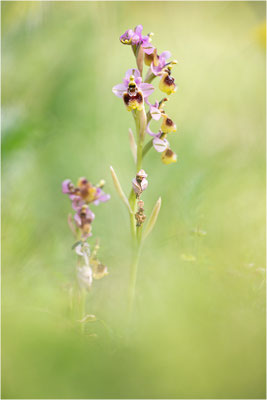 Ophrys neglecta
