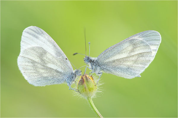 Tintenfleck-Weißling (Leptidea sinapis bzw. juvernica), Deutschland, Baden-Württemberg