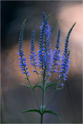 Langblättriger Ehrenpreis (Veronica longifolia), Deutschland, Baden-Württemberg