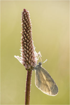 Tintenfleck-Weißling (Leptidea sinapis bzw. juvernica), Deutschland, Baden-Württemberg