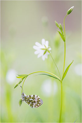 Aurorafalter (Anthocharis cardamines), Männchen, Deutschland, Baden-Württemberg