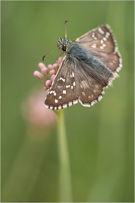 Sonnenröschen-Würfel-Dickkopffalter (Pyrgus alveus), Frankreich, Dep. Savoie, 1.700m