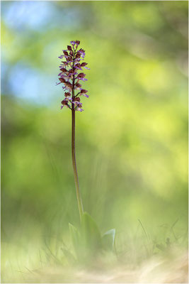 Purpur-Knabenkraut (Orchis purpurea), Frankreich, Drôme