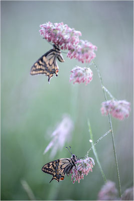 Schwalbenschwanz (Papilio machaon), Deutschland, Baden-Württemberg