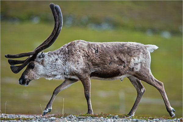 Rentier (Rangifer tarandus), Norwegen, Finnmark