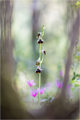 Chesterman´s Ragwurz (Ophrys chestermanii)
