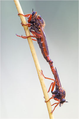 Raubfliegen (Stenopogon spec.), Paarung, Frankreich, Savoie