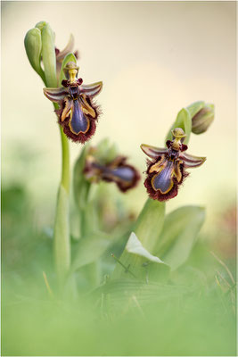 Spiegel-Ragwurz (Ophrys speculum)