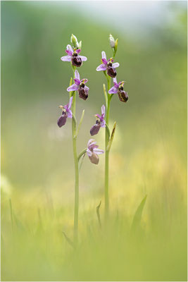 Ophrys aveyronensis