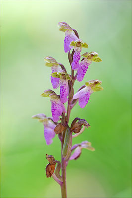 Spitzels Knabenkraut (Orchis spitzelii), Frankreich, Dep. Isere