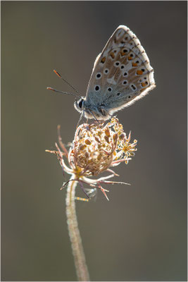 Silbergrüner Bläuling (Polyommatus coridon), Frankreich, Ardèche