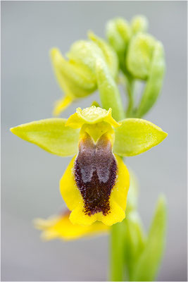 Ophrys lutea