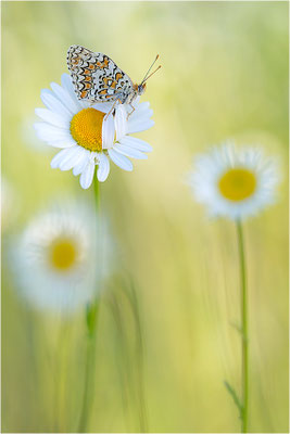 Flockenblumen-Scheckenfalter (Melitaea phoebe), Frankreich, Ardèche