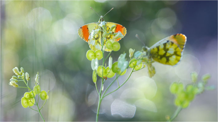 Gelber Aurorafalter (Anthocharis euphenoides), Frankreich, Ardèche