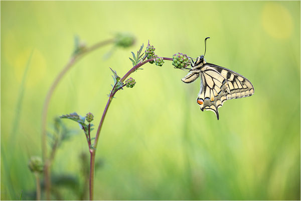Schwalbenschwanz (Papilio machaon), Deutschland, Baden-Württemberg