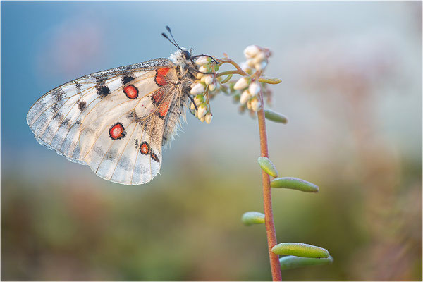 Roter Apollo (Parnassius apollo thiemo), Deutschland, Baden-Württemberg